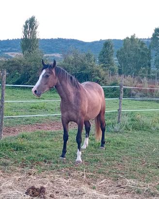 Cavallo arabo x argentina
