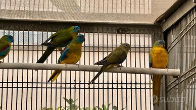 coppia nuefhema elegante con gabbia 