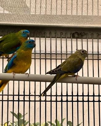 coppia nuefhema elegante con gabbia 