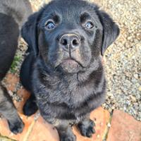 CHUCKY, patatone mix ROTTWEILER. 2 MESI