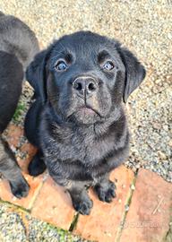 CHUCKY, patatone mix ROTTWEILER. 2 MESI