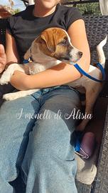 Cucciola di jack russell terrier con pedigree