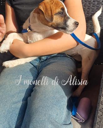 Cucciola di jack russell terrier con pedigree