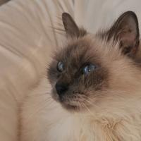 Gatto maschio sterilizzato di razza