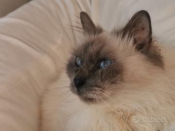 Gatto maschio sterilizzato di razza