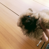 Spitz di pomerania toy