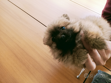 Spitz di pomerania toy