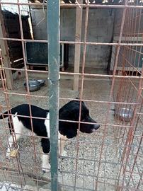 Springer spaniel inglese