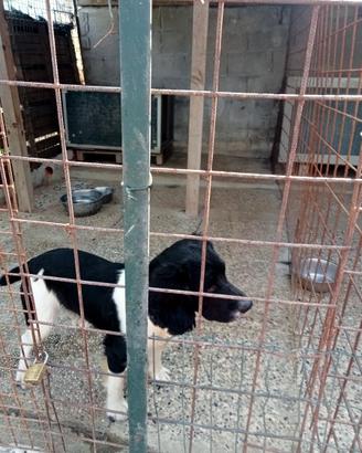 Springer spaniel inglese