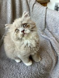 Cucciolo di British Longhair