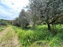 ter-agricolo-a-san-cesareo