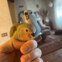 Inseparabili