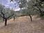 Immagine 11