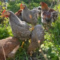 Pulcinotti Amrock Araucana Livornesi