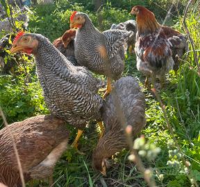 Pulcinotti Amrock Araucana Livornesi