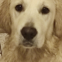 Golden Retriever con Pedigree ENCI