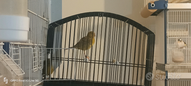 Canarini fife Fancy e gloster