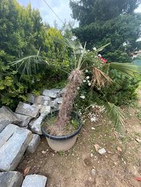 Palma alta circa 180 cm