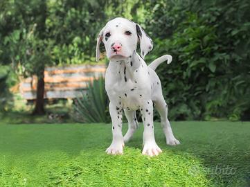 Cucciola femmina di Dalmata