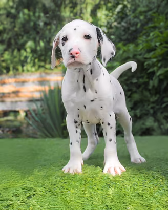 Cucciola femmina di Dalmata
