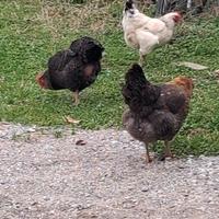 Galline doppia attitudine