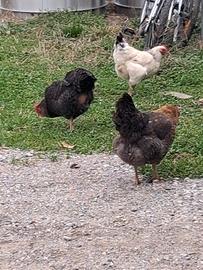 Galline doppia attitudine