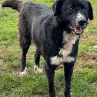 Cane in adozione tg medio contenuta
