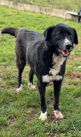 Cane in adozione tg medio contenuta