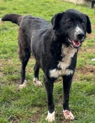 Cane in adozione tg medio contenuta