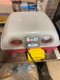 Incubatrice borbotto real 49