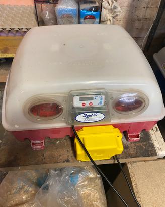 Incubatrice borbotto real 49