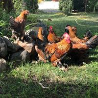 Galline ornamentali