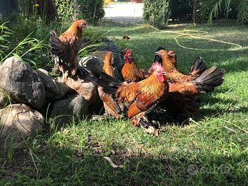 Galline ornamentali
