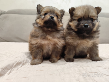 Spitz di Pomerania micro toy