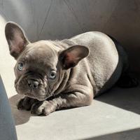 Bulldog francese