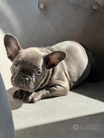 Bulldog francese