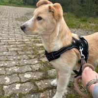 Cucciolo di Cinque mesi taglia media