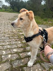 Cucciolo di Cinque mesi taglia media