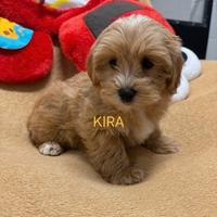 Maltipoo toy