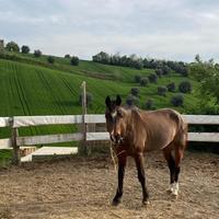 Pony