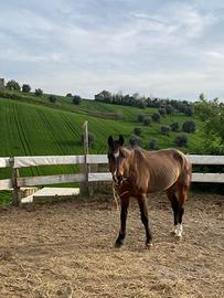 Pony