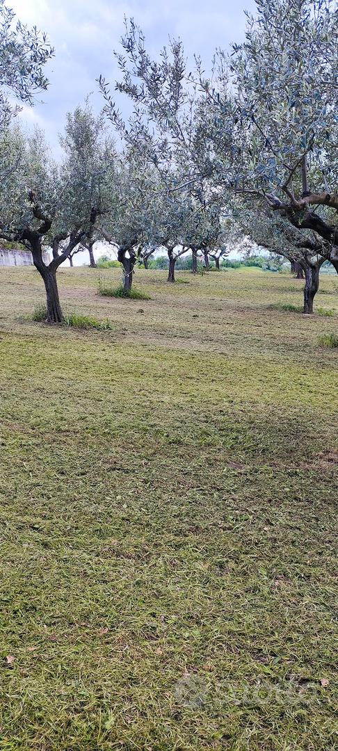 terreno con uliveto - Altro