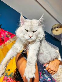 LEGGERE SOTTO Maine Coon SHADED top
