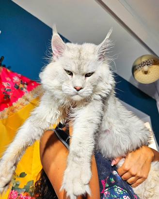LEGGERE SOTTO Maine Coon SHADED top