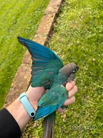 Pyrrhura molinae turchese