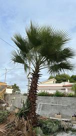 Palma tipo Washington