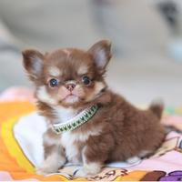 Esclusivi Chihuahua Teacup