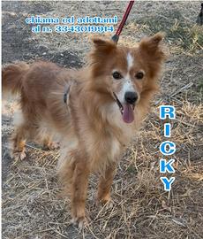 Ricky 6 anni taglia piccola 