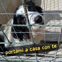 RICO 4 ANNI SIMIL BORDER COLLIE taglia media