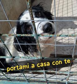 RICO 4 ANNI SIMIL BORDER COLLIE taglia media